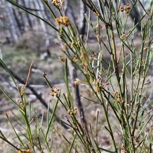 Daviesia leptophylla at Kingsdale, NSW - 28 Oct 2024