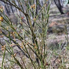 Daviesia leptophylla at Kingsdale, NSW - 28 Oct 2024