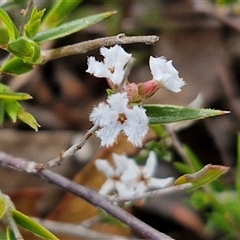 Leucopogon virgatus (Common Beard-heath) at Kingsdale, NSW - 27 Oct 2024 by trevorpreston