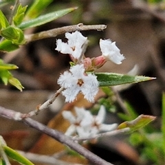 Leucopogon virgatus at Kingsdale, NSW - 28 Oct 2024