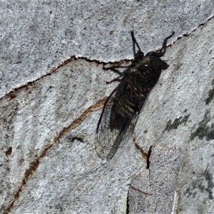 Atrapsalta furcilla at Kingsdale, NSW - 28 Oct 2024