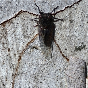 Atrapsalta furcilla at Kingsdale, NSW - 28 Oct 2024 09:52 AM