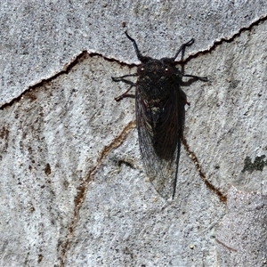 Atrapsalta furcilla at Kingsdale, NSW - 28 Oct 2024