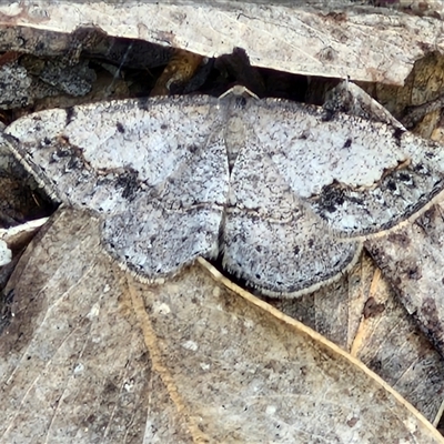 Taxeotis intextata (Looper Moth, Grey Taxeotis) at Kingsdale, NSW - 27 Oct 2024 by trevorpreston