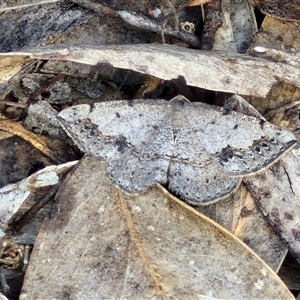 Taxeotis intextata at Kingsdale, NSW - 28 Oct 2024