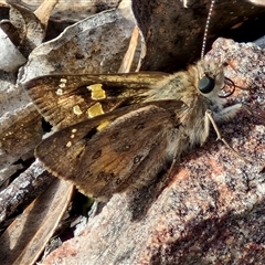 Trapezites phigalia (Heath Ochre) at Kingsdale, NSW - 27 Oct 2024 by trevorpreston