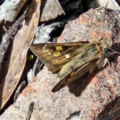 Trapezites phigalia at Kingsdale, NSW - 28 Oct 2024