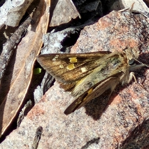 Trapezites phigalia at Kingsdale, NSW - 28 Oct 2024 09:46 AM