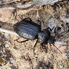 Adelium angulicolle (A darkling beetle) at Kingsdale, NSW - 28 Oct 2024 by trevorpreston