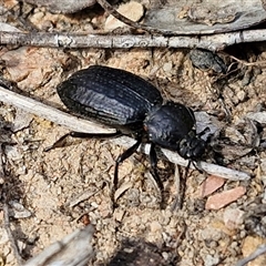 Adelium angulicolle at Kingsdale, NSW - 28 Oct 2024