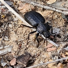 Adelium angulicolle at Kingsdale, NSW - 28 Oct 2024