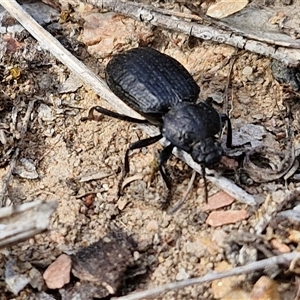 Adelium angulicolle at Kingsdale, NSW - 28 Oct 2024