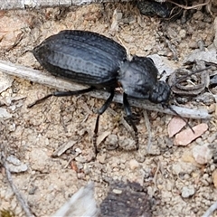 Adelium angulicolle at Kingsdale, NSW - 28 Oct 2024