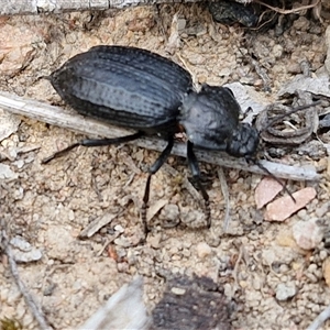 Adelium angulicolle at Kingsdale, NSW - 28 Oct 2024