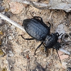 Adelium angulicolle at Kingsdale, NSW - 28 Oct 2024