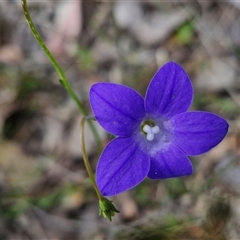 Wahlenbergia stricta subsp. stricta (Tall Bluebell) at Kingsdale, NSW - 27 Oct 2024 by trevorpreston