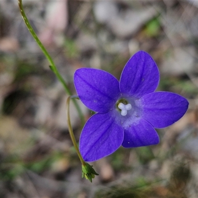 Wahlenbergia stricta subsp. stricta (Tall Bluebell) at Kingsdale, NSW - 27 Oct 2024 by trevorpreston