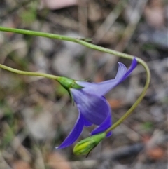 Wahlenbergia stricta subsp. stricta at Kingsdale, NSW - 28 Oct 2024