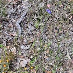 Wahlenbergia stricta subsp. stricta at Kingsdale, NSW - 28 Oct 2024