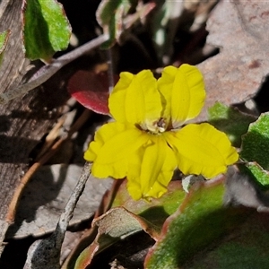 Goodenia hederacea subsp. hederacea at Kingsdale, NSW - 28 Oct 2024