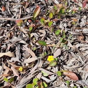 Goodenia hederacea subsp. hederacea at Kingsdale, NSW - 28 Oct 2024