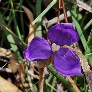 Patersonia sericea at Kingsdale, NSW - 28 Oct 2024