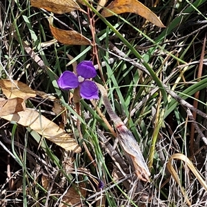 Patersonia sericea at Kingsdale, NSW - 28 Oct 2024