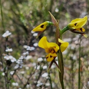 Diuris sulphurea at Kingsdale, NSW - 28 Oct 2024