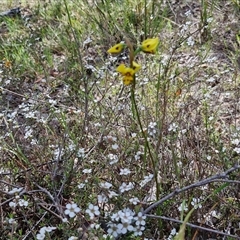 Diuris sulphurea at Kingsdale, NSW - 28 Oct 2024