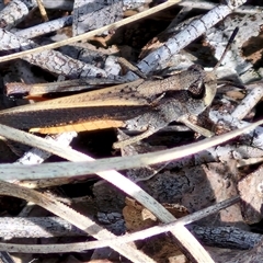 Cryptobothrus chrysophorus (Golden Bandwing) at Kingsdale, NSW - 27 Oct 2024 by trevorpreston