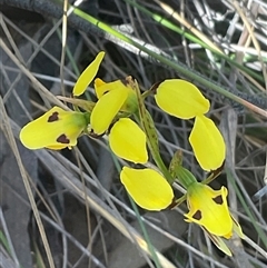 Diuris sulphurea (Tiger Orchid) at Aranda, ACT - 29 Oct 2024 by Jennybach