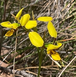 Diuris sulphurea at Aranda, ACT - 29 Oct 2024