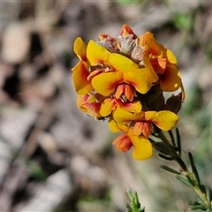 Dillwynia sericea (Egg And Bacon Peas) at Kingsdale, NSW - 27 Oct 2024 by trevorpreston