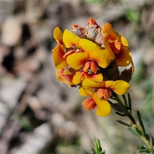 Dillwynia sericea at Kingsdale, NSW - 28 Oct 2024 09:36 AM