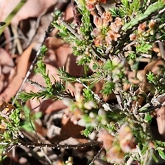 Dillwynia sericea at Kingsdale, NSW - 28 Oct 2024 09:36 AM