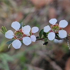 Gaudium multicaule (Teatree) at Kingsdale, NSW - 27 Oct 2024 by trevorpreston