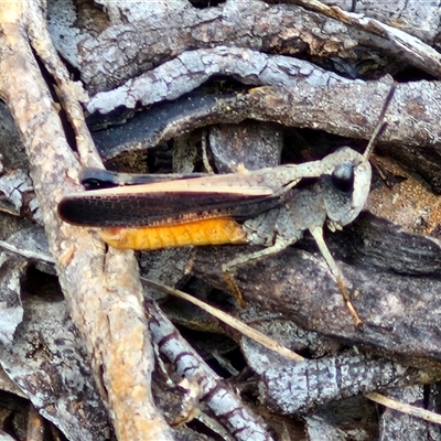 Cryptobothrus chrysophorus (Golden Bandwing) at Kingsdale, NSW - 27 Oct 2024 by trevorpreston