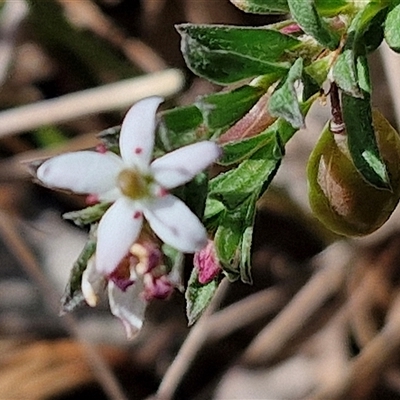 Rhytidosporum procumbens (White Marianth) at Kingsdale, NSW - 27 Oct 2024 by trevorpreston