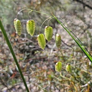 Briza maxima at Kingsdale, NSW - 28 Oct 2024