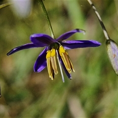 Dianella revoluta var. revoluta (Black-Anther Flax Lily) at Kingsdale, NSW - 28 Oct 2024 by trevorpreston