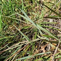 Dianella revoluta var. revoluta at Kingsdale, NSW - 28 Oct 2024 09:24 AM