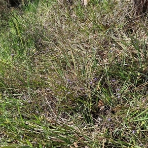 Dianella revoluta var. revoluta at Kingsdale, NSW - 28 Oct 2024 09:24 AM