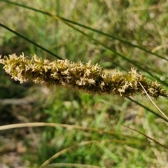 Carex appressa (Tall Sedge) at Kingsdale, NSW - 27 Oct 2024 by trevorpreston