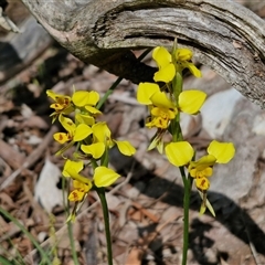 Diuris sulphurea at Kingsdale, NSW - suppressed