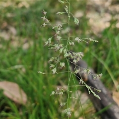 Poa sp. (A Snow Grass) at Kingsdale, NSW - 28 Oct 2024 by trevorpreston