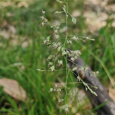 Poa sp. (A Snow Grass) at Kingsdale, NSW - 27 Oct 2024 by trevorpreston