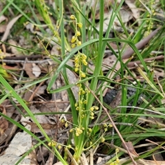 Lomandra filiformis subsp. coriacea (Wattle Matrush) at Kingsdale, NSW - 28 Oct 2024 by trevorpreston