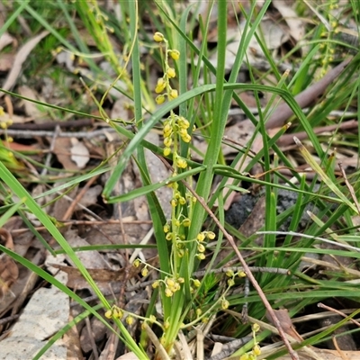 Lomandra filiformis subsp. coriacea (Wattle Matrush) at Kingsdale, NSW - 28 Oct 2024 by trevorpreston