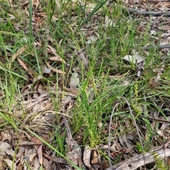 Lomandra filiformis subsp. coriacea at Kingsdale, NSW - 28 Oct 2024 09:16 AM