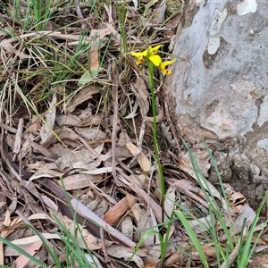 Diuris sulphurea at Kingsdale, NSW - suppressed